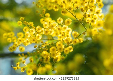 Yellow mimosa flowers. Close up. Spring, Womens day, Easter greeting card. Nature background