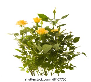 Yellow Mini Rose Bush; Isolated On White Background;