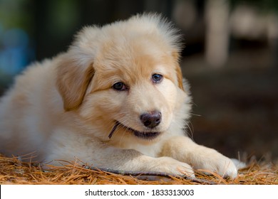 chocolate lab husky mix puppies