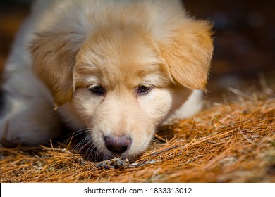 chocolate lab husky mix puppies