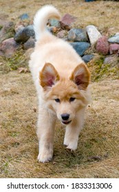 Yellow Mixed-breed Puppy  Running With Ears Up