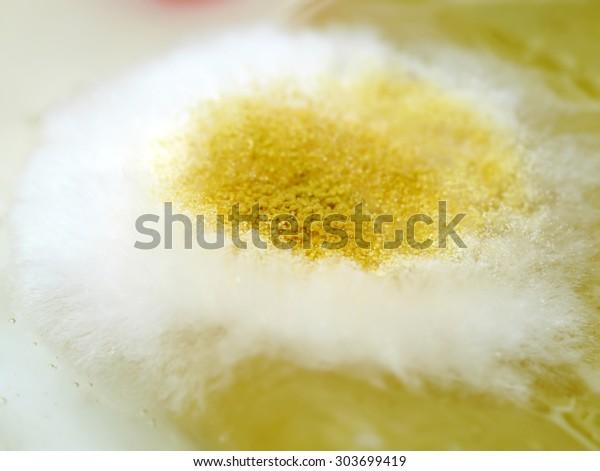 Yellow Mold On Food Rhizopus Stolonifer Stock Photo (Edit Now) 303699419