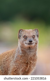 Yellow Mongoose