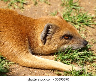 Yellow Mongoose