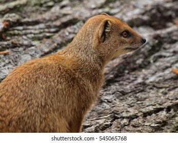 Yellow Mongoose