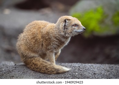 Sitting Mongoose High Res Stock Images Shutterstock