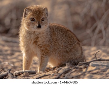 Yellow Mongoose In The Kgalagadi Transfrontier Park