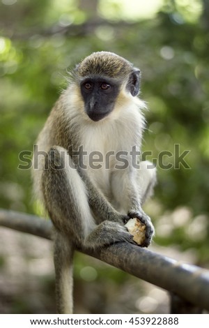 Yellow Monkey Of Barbados In A Tree