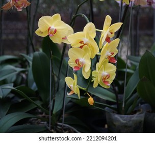 Yellow Moon Orchid And Orange Labellum