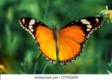 Yellow Morpho, Monarch butterfly, Milkweed butterfly from Nymphalidae famlily, big butterfly sitting on green leaves, beautiful insect in the nature habitat, wildlife national park, India