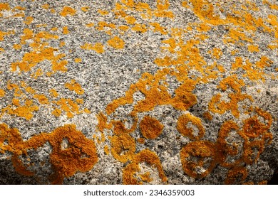   Yellow moss grows on rocks. Yellow fungus cyanobacteria, moss and crustacean lichen on the big stones. Stone surface and texture.                              - Powered by Shutterstock