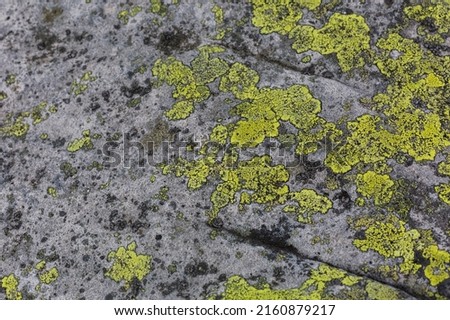 Yellow Moss and lichen, fungus on rocks in the mountains. Sandstone rock formations of the Carpathians Gorgany range.grey abstract stone texture background