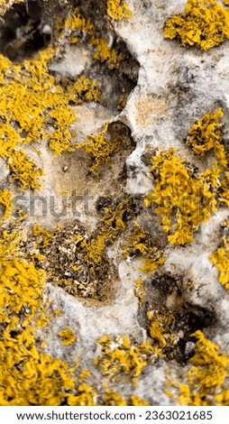 Yellow moss on stone closeup abstract nature rock lichen