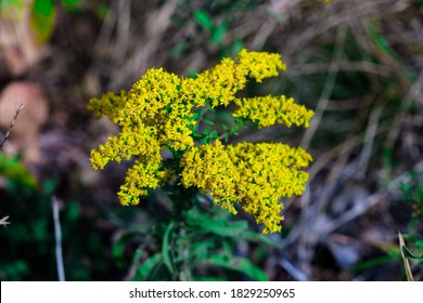 Yellow Mountain Flower On The Breakneck Ridge Trail Near Cold Spring, New York, In The Lower Hudson Valley