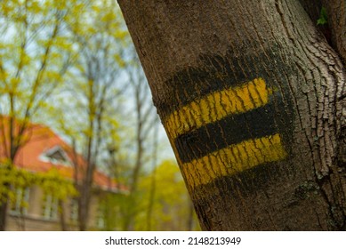 Yellow Mountain Trail Sign On A Tree