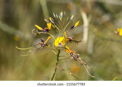 Yellow Mouse Whiskers (Cleome Angustifolia) Plant, Kgalagadi Transfrontier Park, South Africa