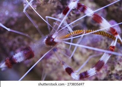 Yellow Banded Pipefish Hd Stock Images Shutterstock