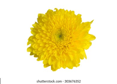 Yellow Mum Flower Isolated On White Background