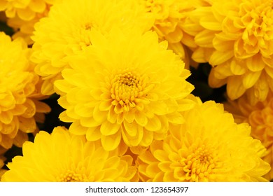 Yellow Mums