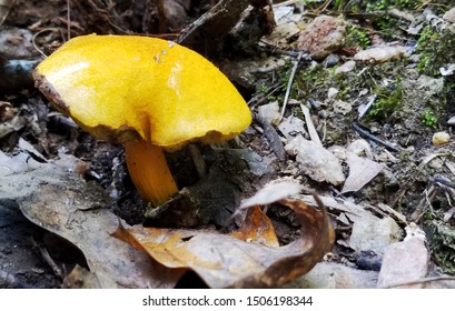 Yellow mushroom on the forest floor with leaves.