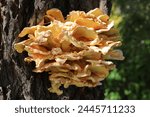 Yellow mushroom on a tree. Laetiporus sulphureus (sulphur polypore)