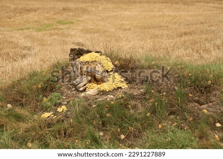 yellow mushrooms on a treestump