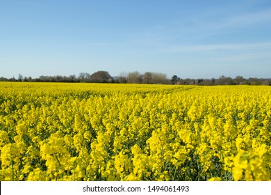 
Yellow Mustard Field in France