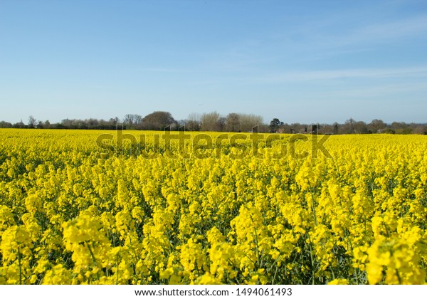 Yellow Mustard Field France Stock Photo (Edit Now) 1494061493