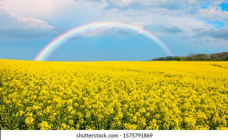 Yellow mustard field landscape industry of agriculture with rainbow - Germany