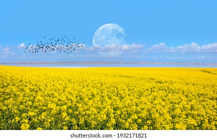 Yellow mustard field landscape industry of agriculture with full moon - Germany "Elements of this image furnished by NASA "