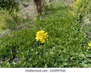 A Yellow Mustard Flower Isolated