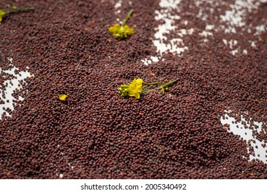 Yellow Mustard Flower With Selective Isolated On Black Mustard Seeds Heap