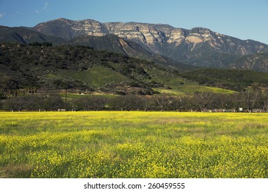 Yellow mustard and Topa Topa mountains in spring, upper Ojai, California, USA, 04.26.2014