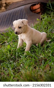 Yellow Mutt Puppy Sitting On The Grass