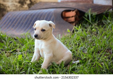 Yellow Mutt Puppy Sitting On The Grass