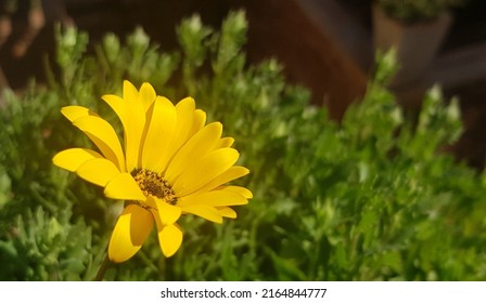 Yellow Namaqualand Daisy - An African Specie Of Plans Native To Southern Africa.