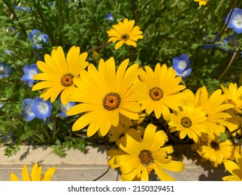 Yellow Namaqualand Daisy With Green Leaves And Sunlight