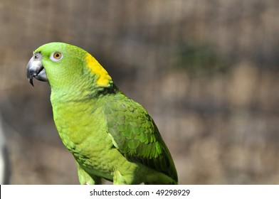 308 Yellow nape amazon parrot Images, Stock Photos & Vectors | Shutterstock