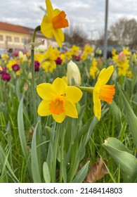 Yellow Narcissist Spring Field Flower