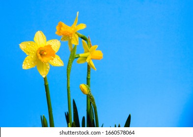 13,970 Daffodils blue sky Images, Stock Photos & Vectors | Shutterstock