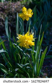 Yellow Narcissus Eastertide Grow In The Garden