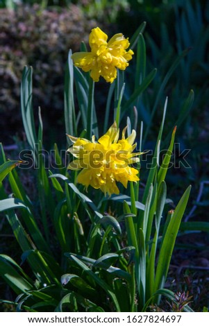 Yellow narcissus eastertide grow in the garden