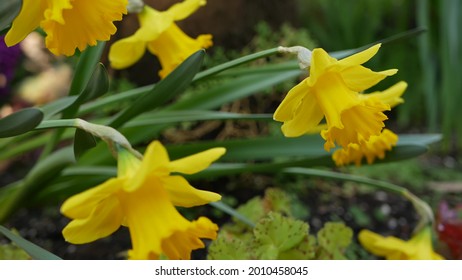 Yellow narcissus flower, California USA. Daffodil floret springtime bloom, morning forest atmosphere, delicate botanical floral blossom. Spring fairy freshness, wildflower in wood. Soft focus bokeh.