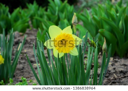 Yellow Narcissus flower growing in spring garden. Daffodil flowering plant on flowerbed, sun light day