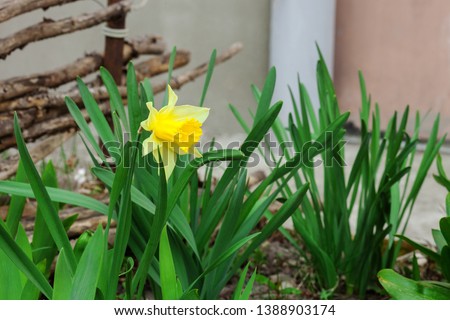 Yellow Narcissus flower growing in spring garden. Daffodil flowering plant on flowerbed near wooden fence, sunny light day