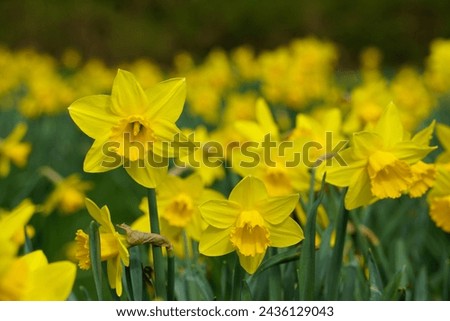 Yellow narcissus flowers, close up, yellow degrade background. Known as daffodil, daffadowndilly, narcissus, and jonquil. 