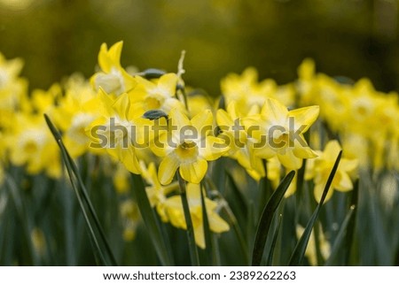  Yellow Narcissus Pipit in spring garden