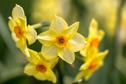  Yellow Narcissus (Narcissus Poeticus)