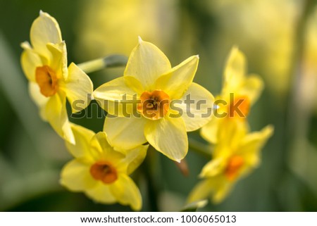  Yellow narcissus (Narcissus poeticus)