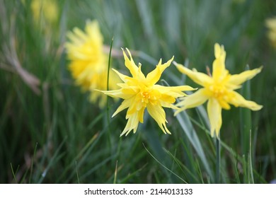 Yellow Narcissus 'Rip van Winkle' double daffodil in flower